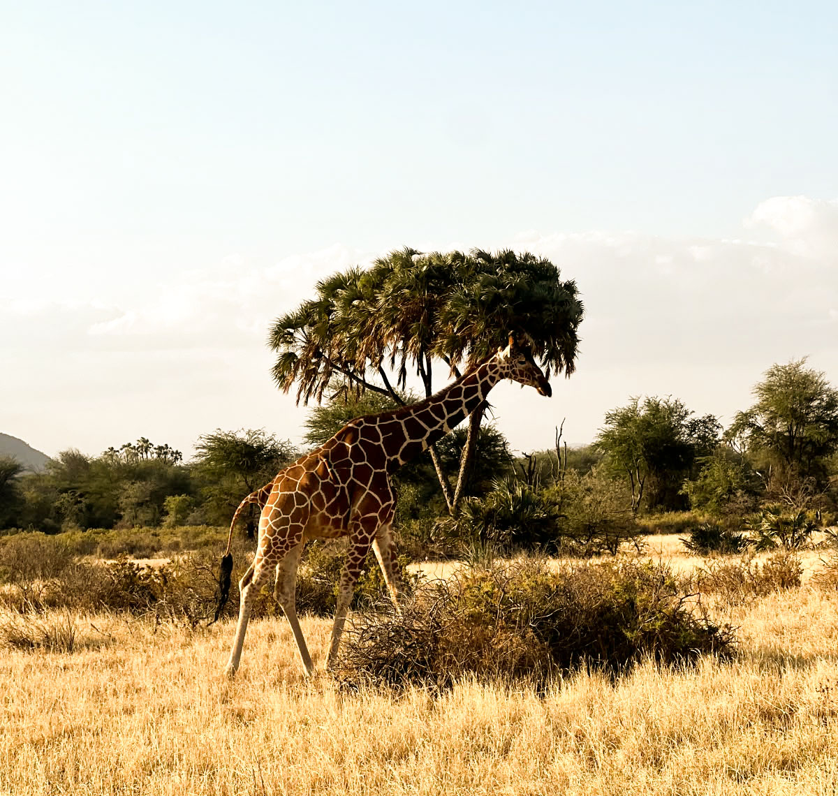 10-Day Kenya Safari & Beach Escape Itinerary: Masai Mara, Nakuru, Amboseli & Diani