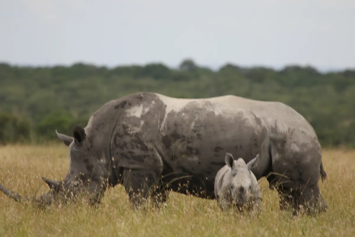 Rhino family grazing in the grassland, Masai Mara National Reserve