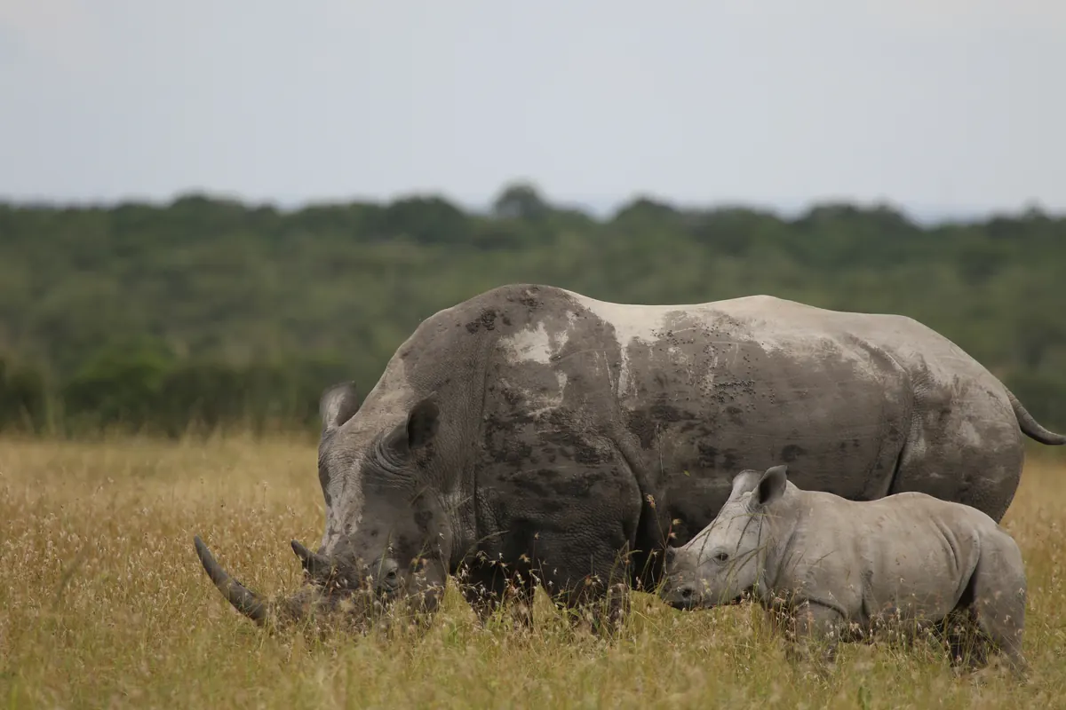 Rhino mother and calf grazing, Masai Mara National Reserve
