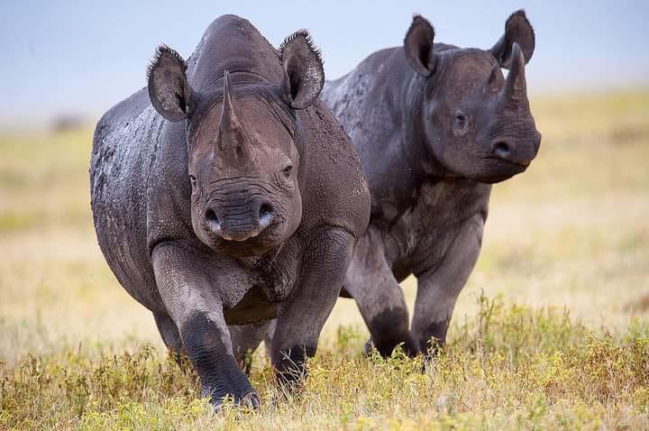 Laikipia Conservancies Safari Guide: Best Conservancies, Wildlife, Activities & Planning Tips