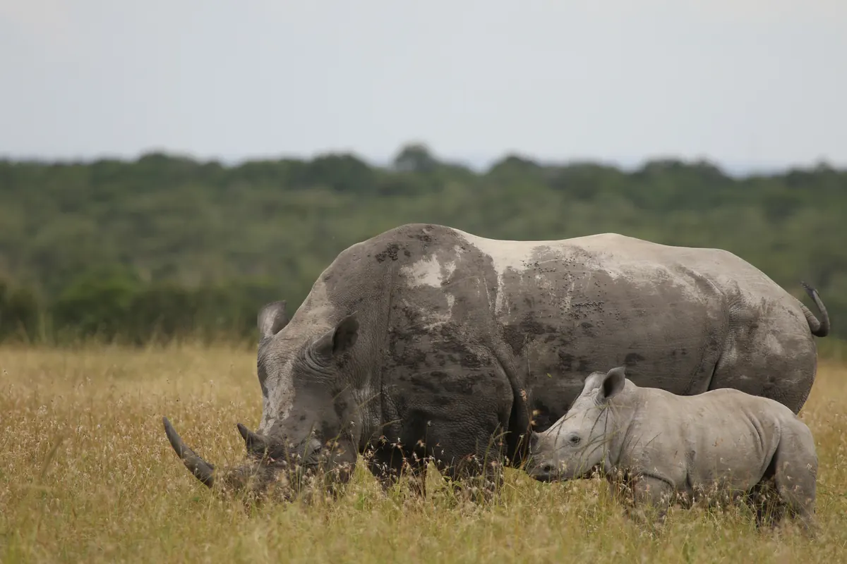 White rhino mother and calf grazing at Ol Pejeta Conservancy, Kenya