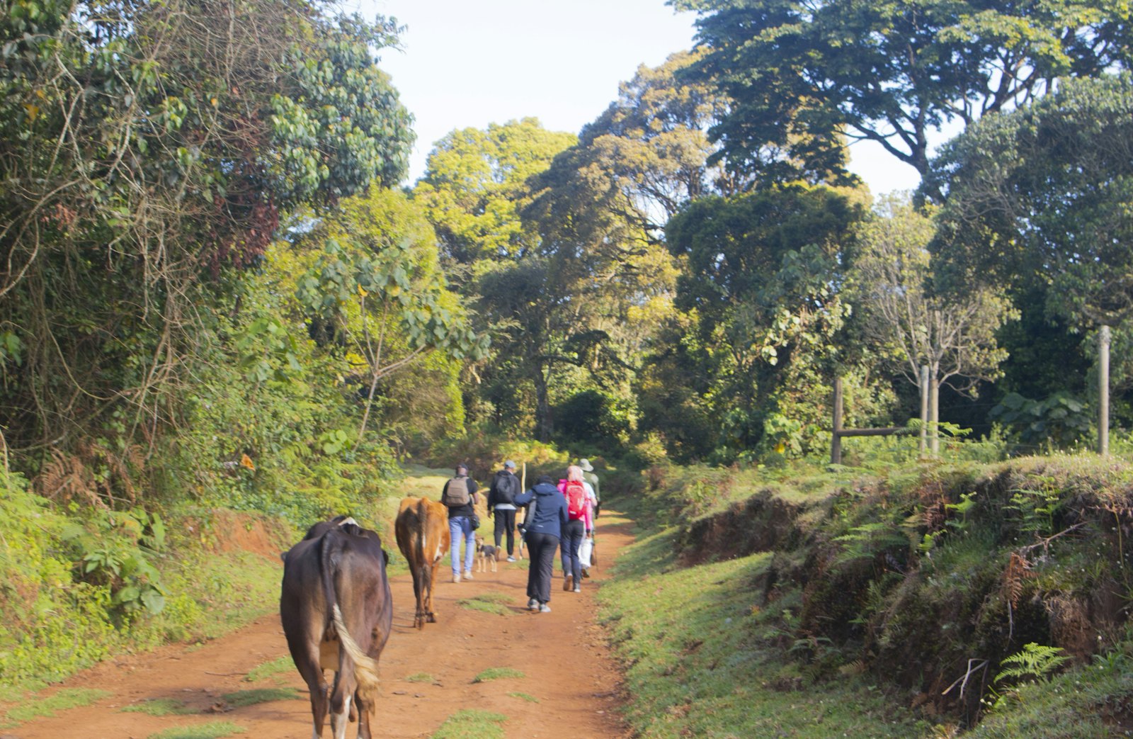 Aberdare National Park forest
