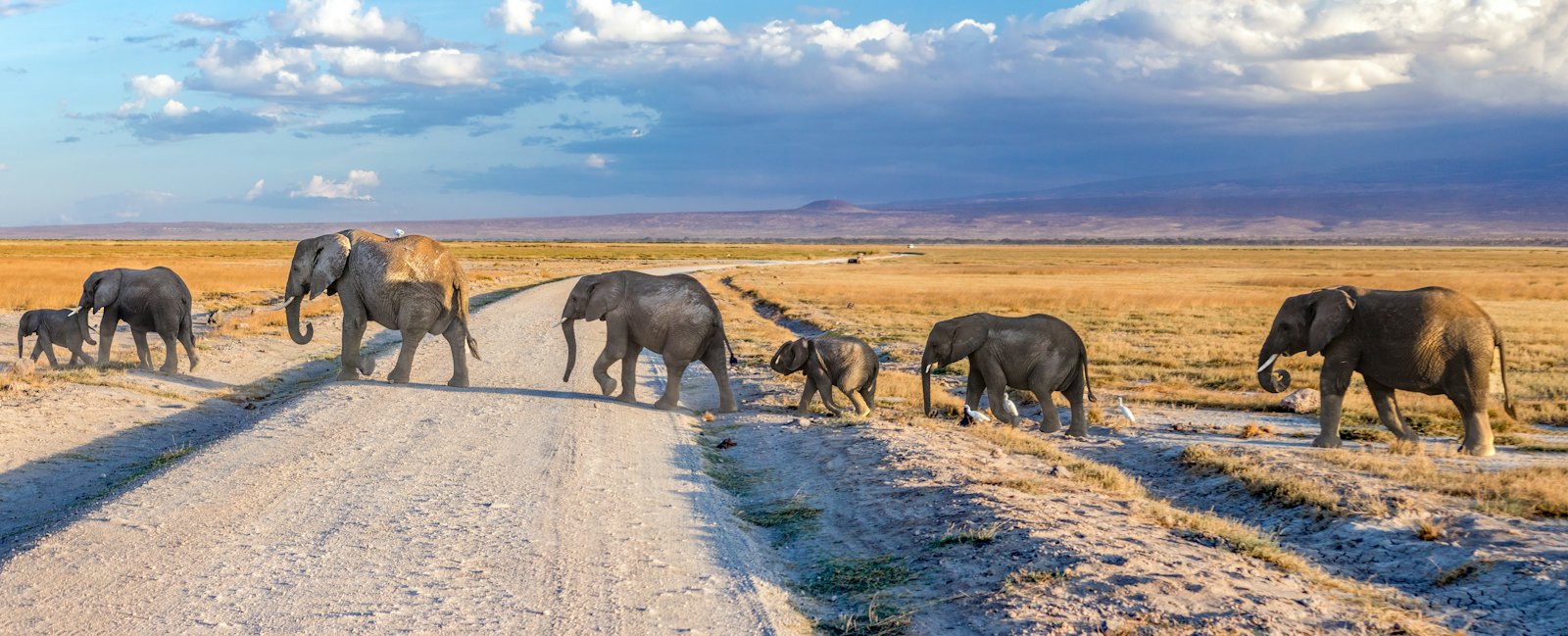 Elephants with Kilimanjaro backdrop in Amboseli