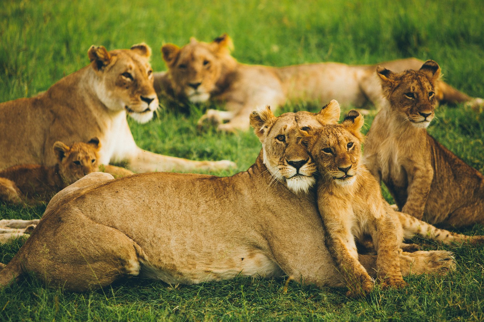 Lions in Masai Mara