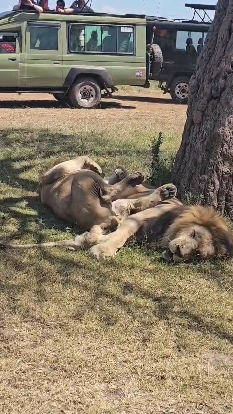 PMK Tours and Travels Ltd 